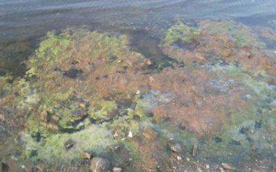 Fioriture anomale di alghe sul lago