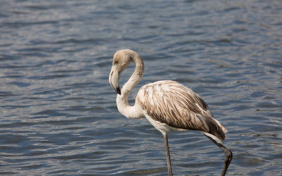 Il Fenicottero del lago