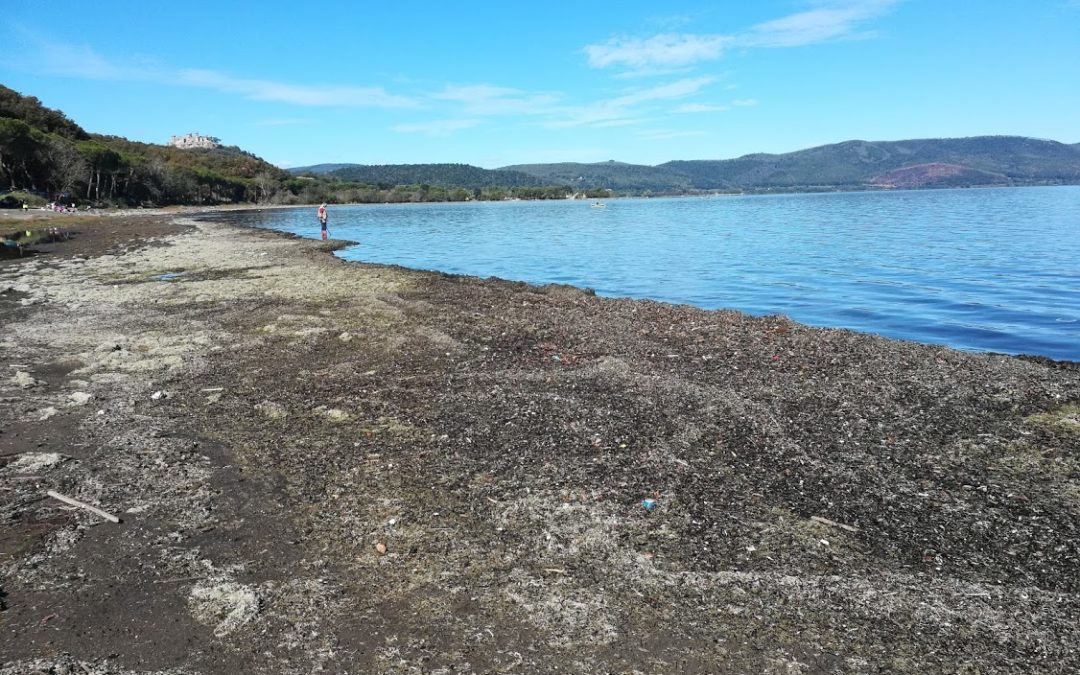 Ispra: le alghe spiaggiate posso causare un ulteriore danno, vanno rimosse