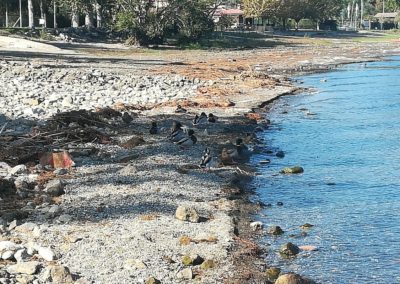 Spiaggiamenti di alghe in secca