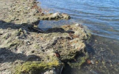 Al via operazioni rimozione alghe