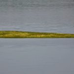 L’Isola di alghe apparsa ad Anguillara